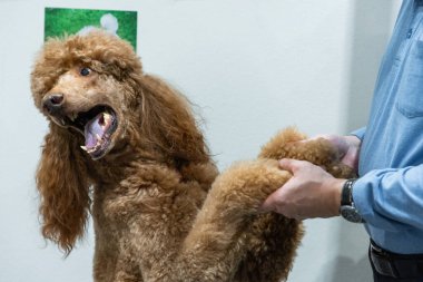 Kırmızı kraliyet kanişi. Büyük köpek, tanınmayan bir insanla temas ediyor. Arka ayakları üzerinde duruyor.