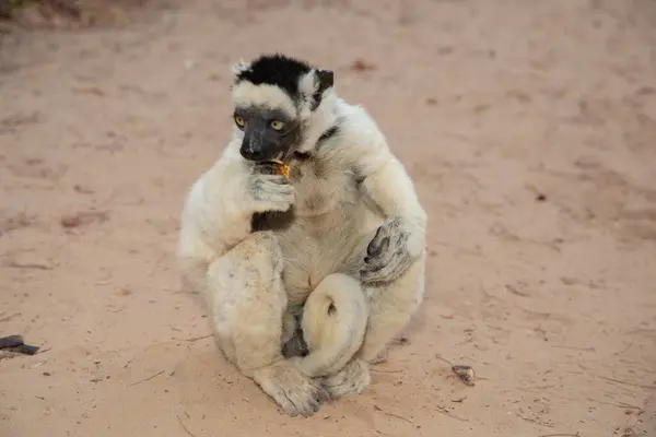 stock image Verreaux's White sifaka with dark head on Madagascar island fauna. cute and curious primate with big eyes. Famous dancing lemur