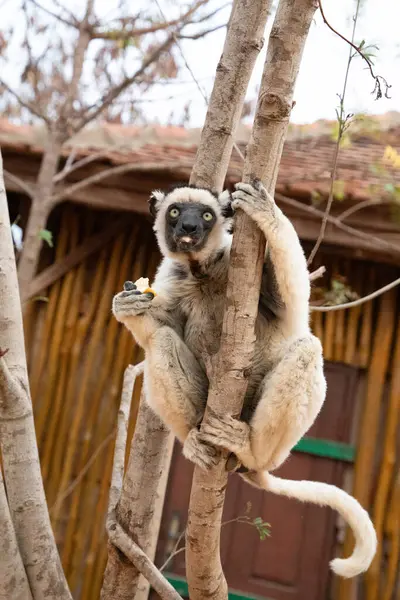 stock image Verreaux's sifaka in Kimony hotel park. White sifaka with dark head on Madagascar island fauna. cute and curious primate with big eyes. Famous dancing lemur