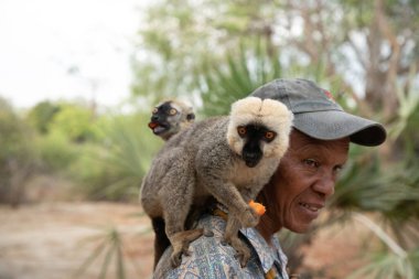 Madagascar. 19 october 2023. flock of brown lemurs takes food from a man's hand in Madagascar. tame lemurs sit on the park ranger's shoulder clipart