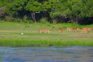 Sika ya da benekli geyik sürüsü Sri Lanka 'da. Vahşi yaşam ve hayvan fotografı. Bir kızıl sika geyik sürüsü yeşil bir çayırda otlar. Doğal ortamdaki bir ormanın arka planına karşı.