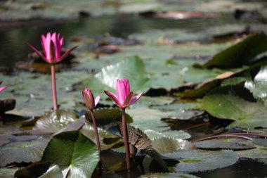 Yeşil zeminde çiçek açan nilüfer çiçeğinin panoramisi bulanıklaştı. Sri Lanka 'daki gölde renkli su zambağı cazibesi. Seçici odak.