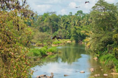Yakın plan Mariana meyve yarasası (Pteropus mariannus) Sri Lanka 'da mavi gökyüzü arka planında asılı duruyor. Doğal ortamda vahşi hayvanlar.