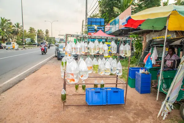 Kandy Yolu, Sri LAnka. 10.02.2023 Akvaryum balığı Sri Lanka 'da yol kenarında açık plastik torbalarda satılıktır.