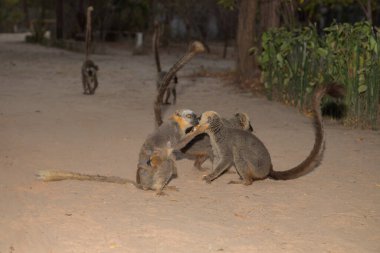 Kahverengi lemur Eulemur fulvus komik kahverengi lemur doğal habitatında, Madagaskar 'da ulusal bir parkta