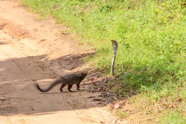 Asyalı firavun faresi vahşi ve doğal ortamlarda saldırgan bir kobrayla dövüşüyor. Yılan kaputunu açtı ve dövüşerek duruyor, firavun faresi kıllanıyor.