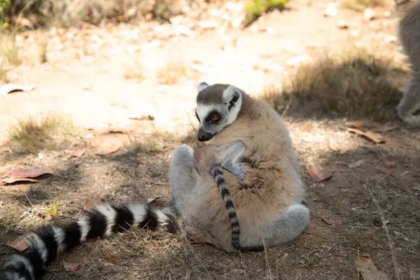 stock image ring-tailed gray lemur in natural environment in private park Madagascar. Close-up cute primate. Funny cute smal animal