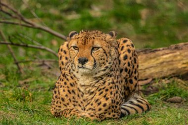 cheetah resting on green grass, very close eye contact. Large graceful feline beast clipart