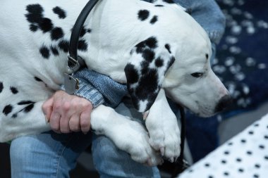 Evinde tanınmayan bir kadın olan sevimli Dalmaçyalı köpek. Sevimli hayvan