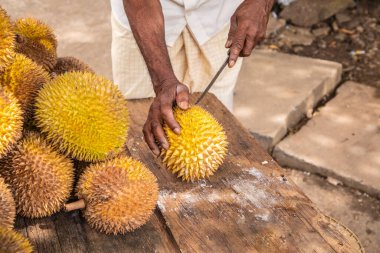 Olgun sarı durian meyveleri ahşap tezgahın üzerinde katlanmış satılıktır. Sri Lanka 'nın geleneksel meyveleri. Erkek elleri olgun durian meyvesini ikiye bölüyor.