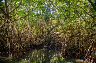 Mangrove habitatı su yüzeyinin üstünde ve altında manzarayı ikiye böldü. Sri Lanka 'da kökleri ve balık sürüsü olan yeşillikler.