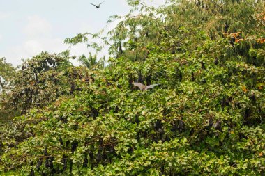 Yakın plan Mariana meyve yarasası Pteropus Mariannus 'u ağaca asıyor. Sri Lanka 'da doğa geçmişi. Doğal ortamda vahşi hayvanlar.