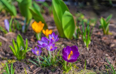 Karışık renkli çiçekler, doğa arka planı. Canlı, karışık bir fon. Bahçede büyüyen parlak timsahlar. Yakın plan. Baharın başında canlı çiçekler. Evde bahçıvanlık hobisi
