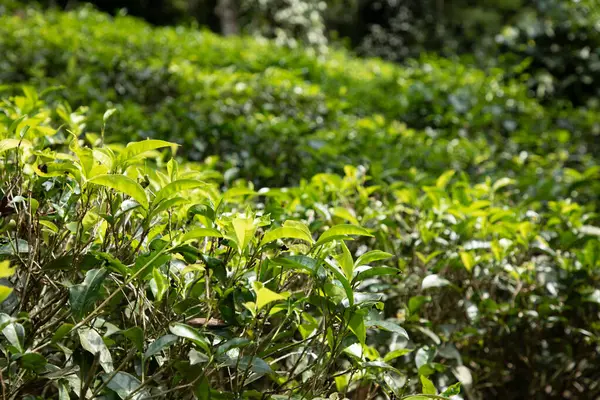 stock image high mountain tea plantation in Sri Lanka. mature green leaves on bushes, ready for harvesting close up. These types of tea especially valued and taste great. nature background. tea drinks concept