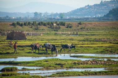 Antananarivo, Madagaskar 07 Ekim 2023 şehir manzarası, Tana, Madagaskar 'ın başkenti, Fransızca adı Tananarive ve kısa adı Tana, Madagaskar' ın yoksul başkenti ve en büyük şehri. İnsanlar pirinç tarlalarında çalışıyor.