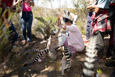 Madagaskar. 08 Ekim 2023 'te Halka Kuyruklu Lemur' u besleyen ve milli parkta oynayan insanların yakın çekimi..
