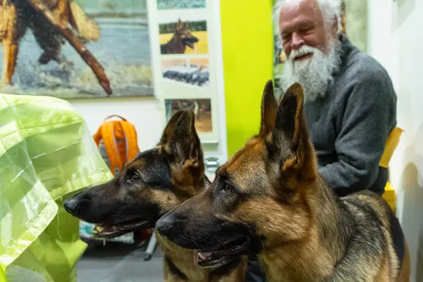 Berlin, Almanya 22.01.2024. Kahverengi ve sarı Alman çoban köpeği ve insan eli Yaklaş Portre