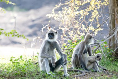 Yala Ulusal Parkı 'nda, Sri Lanka' da oturan küçük bir grup siyah suratlı gri Langur maymunu. Güzel, açık gri maymunlu bir aile.