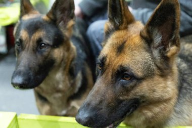 Kahverengi ve sarı Alman çoban köpeği ve insan eli Yaklaş Portre