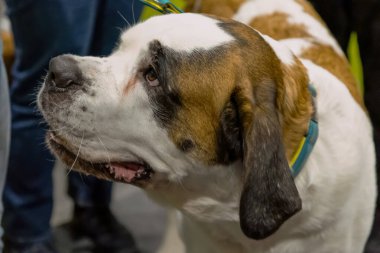 Büyük, güzel St. Bernard köpeği boynunda fıçıyla sahibinin yanında..