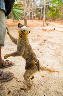 Turuncu gözlü şirin kahverengi lemur (Eulemur fulvus). Doğal yaşam alanındaki ağaç gövdesinde nesli tükenmekte olan bir hayvan, Yedek Kimony. Egzotik Madagaskar vahşi yaşam hayvanı.