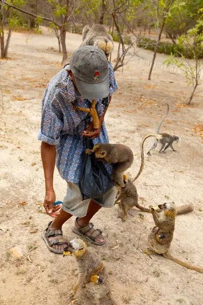 Madagaskar. 08 Ekim 2023 'te. Bir lemurlar sürüsü Madagaskar 'da bir adamın elinden yiyecek alıyor..