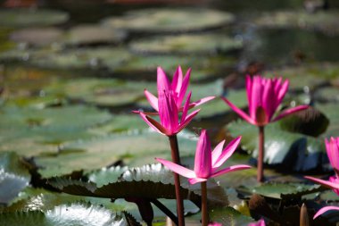 Yeşil arka planda çiçek açan nilüfer çiçeği panoramiği. Sri Lanka 'daki gölette renkli nilüfer çiçeği cazibesi. Seçici odak.