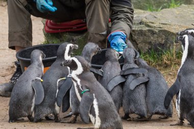 Üniformalı tanınmayan kız hayvanat bahçesi çalışanı meraklı Macellan penguenlerini balıklarla besliyor.