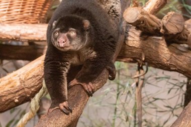 Şirin vahşi ayı cuscus aulirops ursinus arboreal ve bulanık arka plan. Yakından, kameraya bakarak.