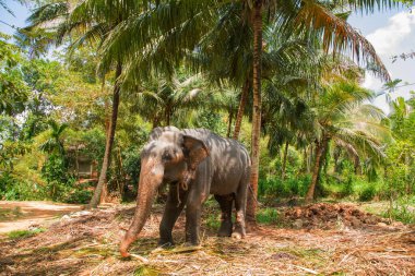 Belirli ten rengine sahip büyük Asya fili, pembe arka planda küçük gri noktalar, çiller gibi. Park 'ta eğitilmiş fil Sri Lanka.