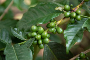 Kahve bitkilerinin olgunlaşması. Kahve çekirdekleri, Tanzanya 'da bir kahve tarlasında çalıların üzerinde olgunlaşır.
