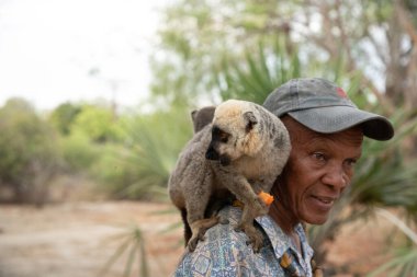 Madagaskar. 19 Ekim 2023. Madagaskar 'da bir adamın elinden yiyecek alan kahverengi lemurlar sürüsü. Bir lemur park korucusunun omzunda oturuyor.