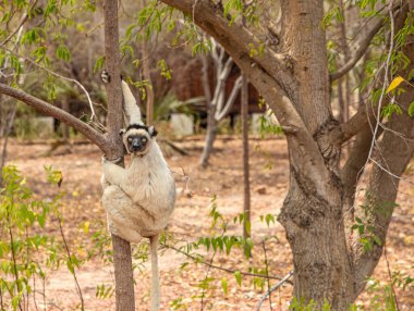 Verreaux 'nun sifakası. Madagaskar Adası faunasında siyah kafalı beyaz sifaka. Büyük gözlü sevimli ve meraklı bir primat. Ünlü dans eden lemur.