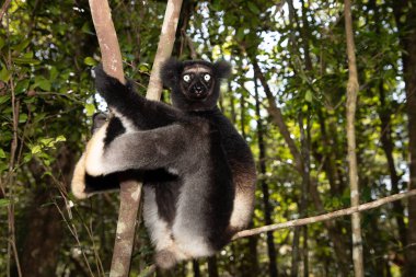 Lemur Indri indri, babakoto Madagaskar 'dan en büyük siyah beyaz lemur. arka planda kalan yağmur ormanları, yakın plan. Seçici odak noktasında delici mavi gözleri olan sevimli hayvan..