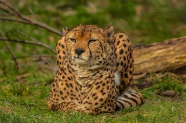 cheetah resting on green grass, very close eye contact. Large graceful feline beast clipart