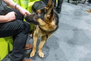 Kahverengi ve sarı Alman çoban köpeği ve insan eli Yaklaş Portre
