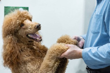 Kırmızı kraliyet kanişi. Büyük köpek, tanınmayan bir insanla temas ediyor. Arka ayakları üzerinde duruyor.