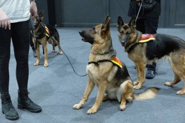 Sahipleri tasmalı üç genç Alman çoban köpeği köpek gösterisine hazır.