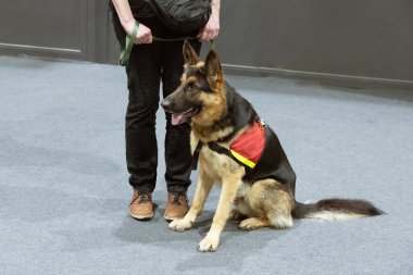 Sahipleri tasmalı genç Alman çobanlar köpek gösterisine hazırlar.