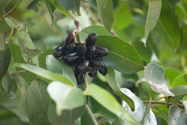 Stock image Fruit of Syzygium cumini, commonly known Malabar plum, Java plum, black plum, jamblang, juwet, jambul jambolan, is an evergreen tropical tree flowering plant family Myrtaceae. ripening tree in Africa