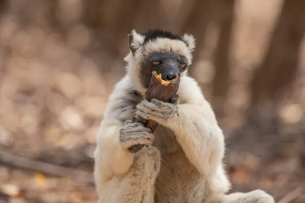 stock image Verreaux's sifaka White sifaka with dark head on Madagascar island fauna. cute and curious primate with big eyes. Famous dancing lemur