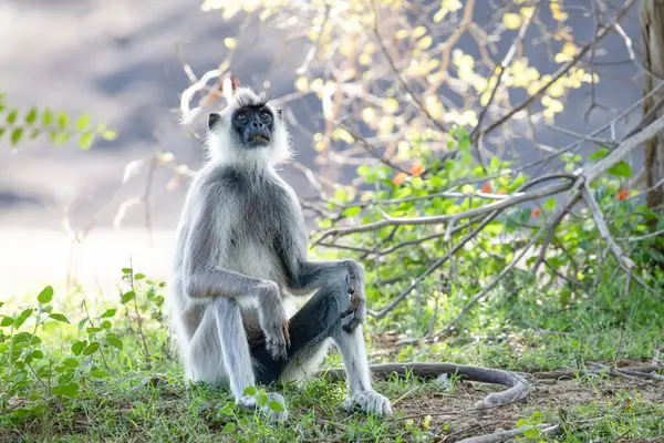 Stock image black faced grey langur monkey in natural habitat in Yala National Park, Sri Lanka