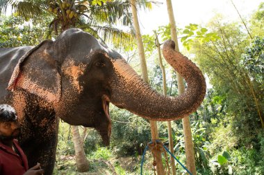 Sri Lanka 'da 10 Şubat 2023. Parlak yaz kıyafetleri giymiş genç Sri Lankalı adam gülümsüyor ve filinin yanındaki toprak yolda uzun bir palmiye ağacının yanında durup onu okşuyor..