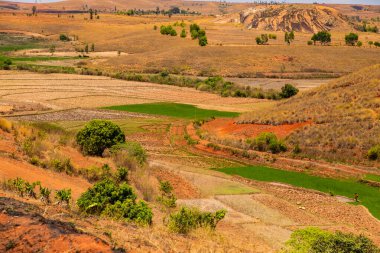 Tipik Madagaskar manzarası. Ana yol boyunca Vohiposa yakınlarındaki küçük tepelerde yeşil ve sarı pirinç tarlaları. yeşil çimen ve parlak toprak
