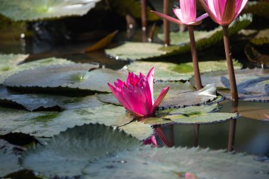 Yeşil zeminde çiçek açan nilüfer çiçeğinin panoramisi bulanıklaştı. Sri Lanka 'daki gölde renkli su zambağı cazibesi. Seçici odak.