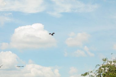 Yakın plan Mariana meyve yarasası (Pteropus mariannus) Sri Lanka 'da mavi gökyüzü arka planında asılı duruyor. Doğal ortamda vahşi hayvanlar.