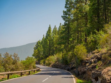 İlkbaharda sık çam ormanları ve dallarında taze iğneler. Doğal arka plan ve manzara. rezerve orman