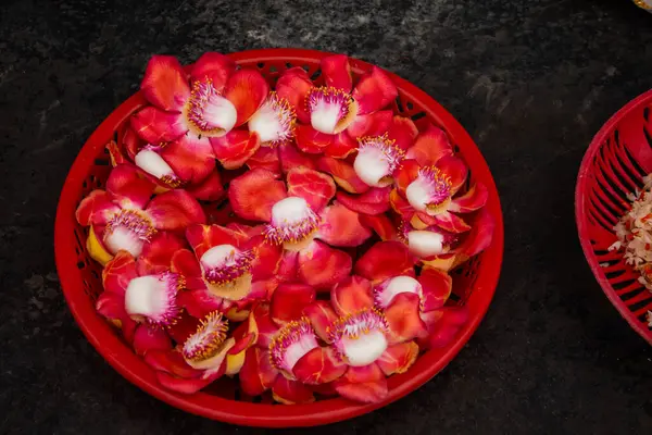 stock image Close up big red flowers name cannonball tree or couroupita guianensis or buddha flower, Sala tree is auspicious tree associated with birth and Nirvana of Buddha. gifts for buddha