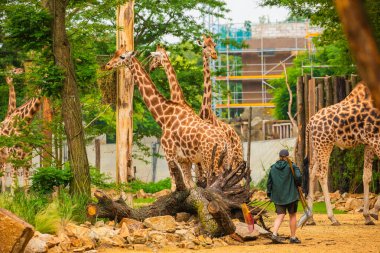 Berlin, Almanya. - 30. 06 numara. 2023. Hayvanat bahçesi üniformalı büyük beden bir kadın hayvanat bahçesindeki zürafalarla ilgilenir.