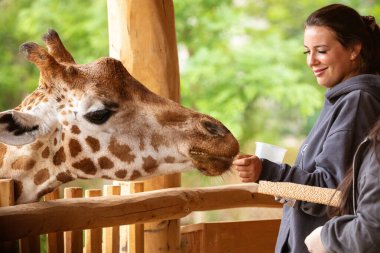 Berlin, Almanya. 30.06. 2023. Genç kadınlar hayvanat bahçesinde zürafayı elle besliyor.